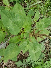 Amaranthus