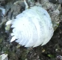 Arthropoda