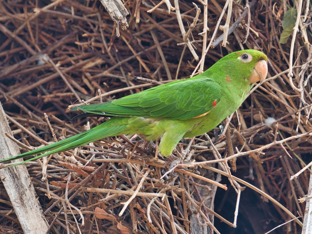 White-Eyed Parakeet