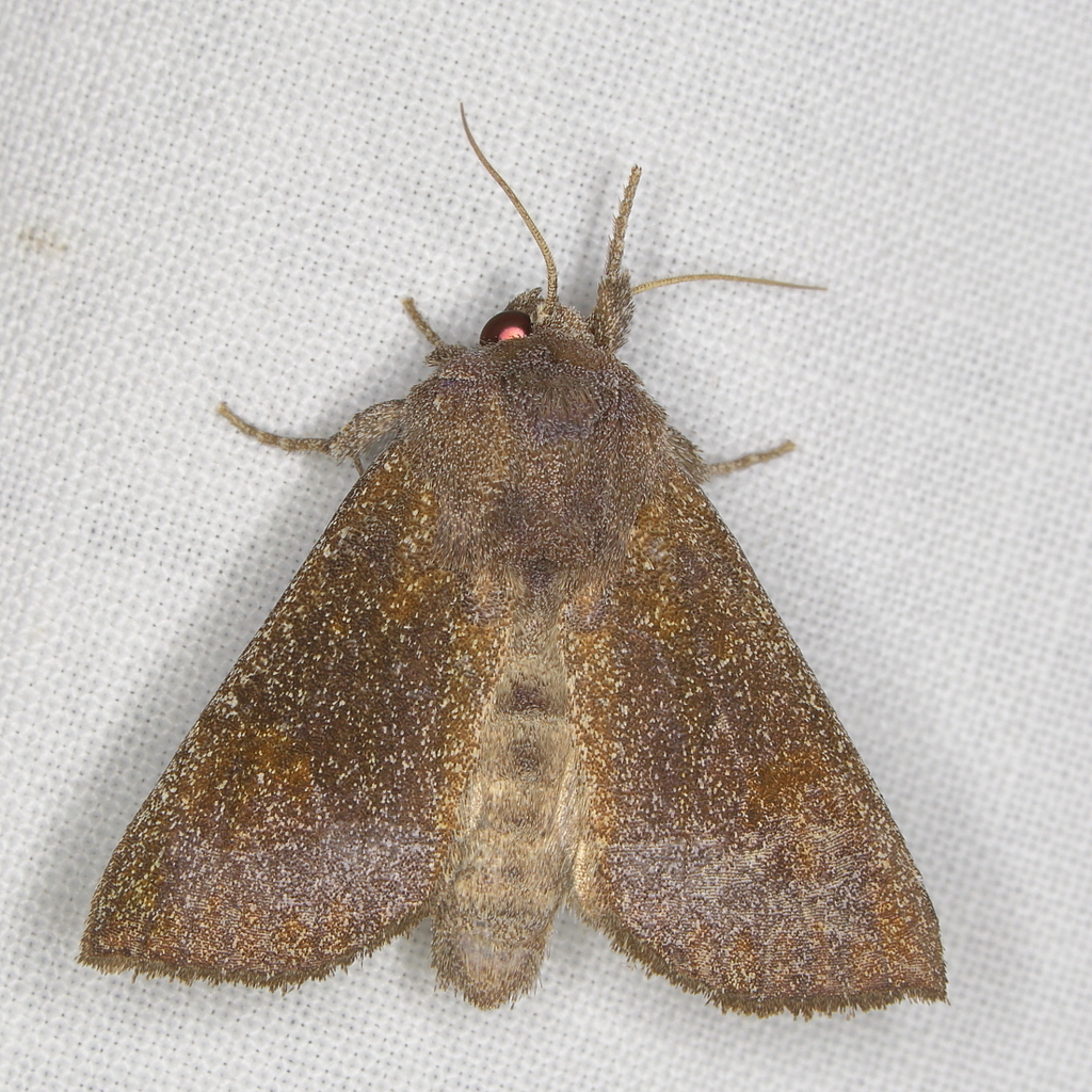 Cutworms and Dart Moths