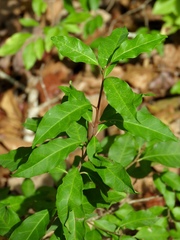Ditrysinia fruticosa