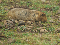 Tachyoryctes macrocephalus