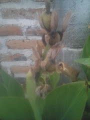 Canna × generalis