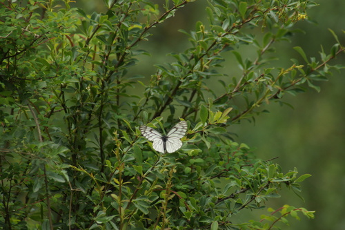 Yunnan Black-veined White
