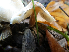 Agaricomycetes