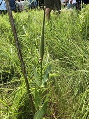 Asclepias meadii