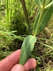 Asclepias meadii