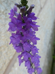 Linaria purpurea