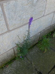 Linaria purpurea
