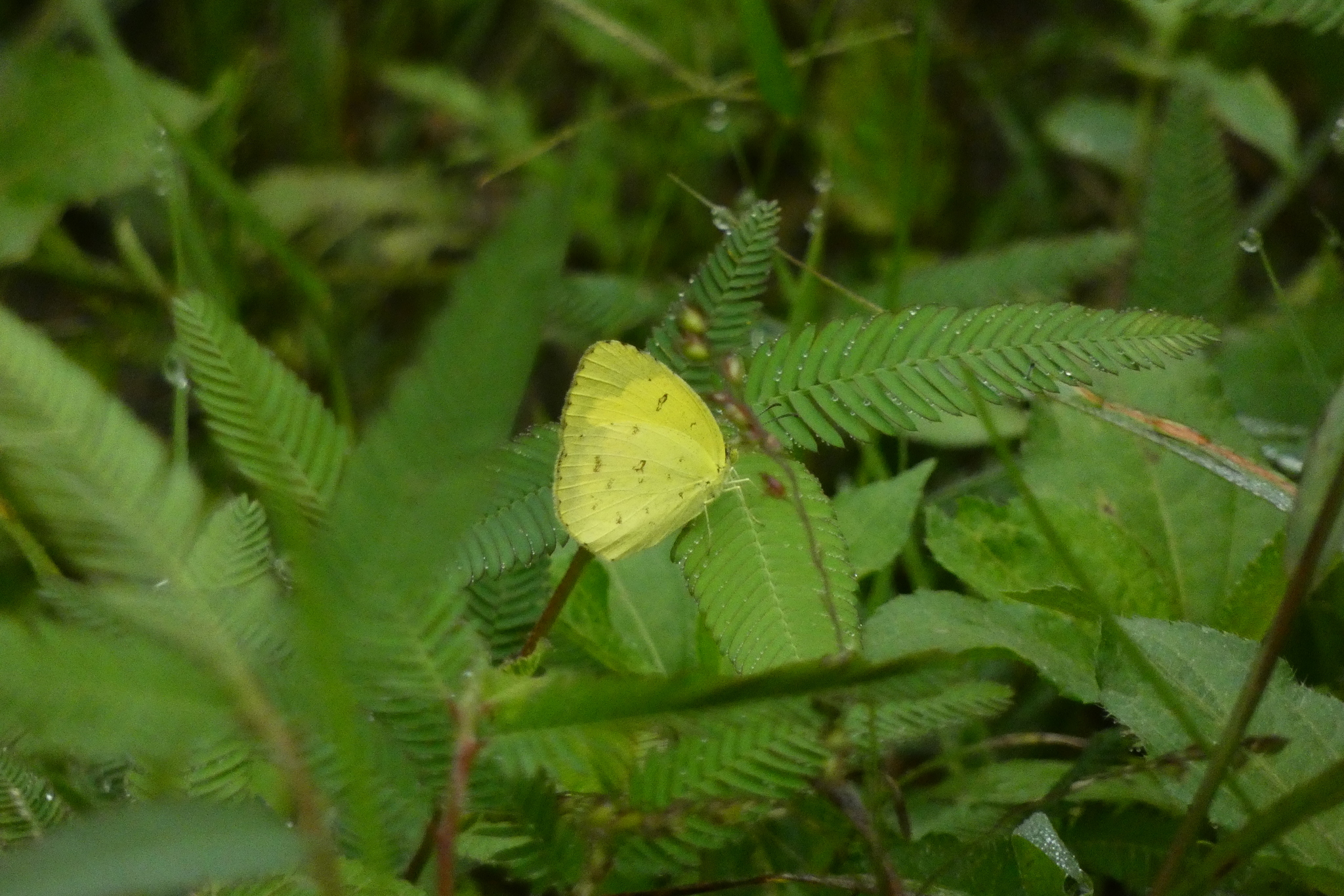 Common Grass Yellow
