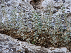 Pseudodictamnus acetabulosus