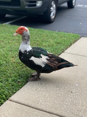 Cairina moschata domestica