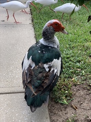 Cairina moschata domestica
