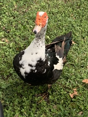 Cairina moschata domestica
