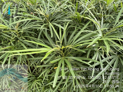Osmoxylon lineare (Osmoxylon lineare)