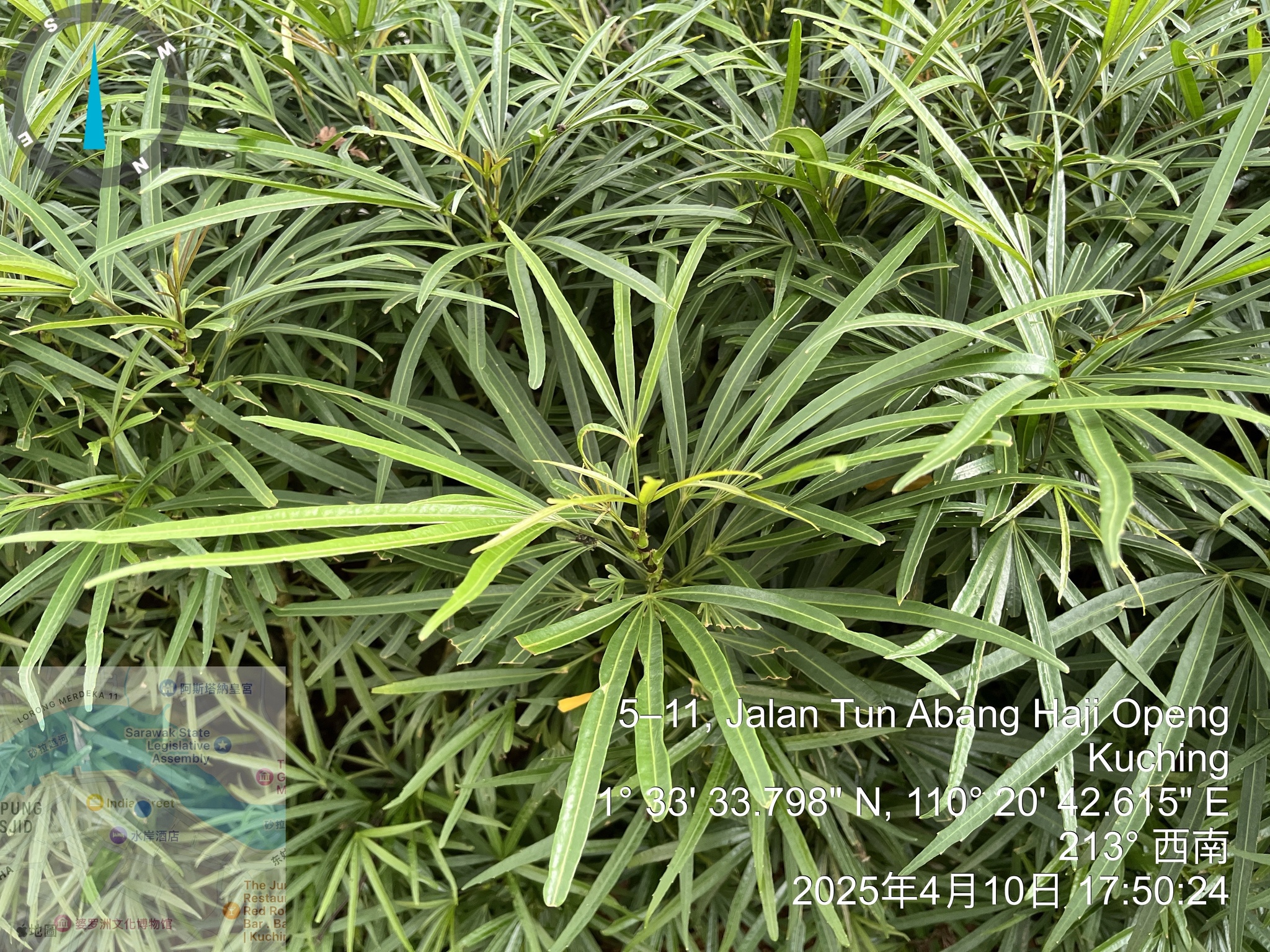 Osmoxylon Lineare (Osmoxylon lineare)
