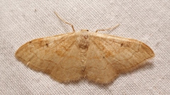 Idaea rubraria