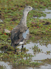 Cyanochen cyanoptera