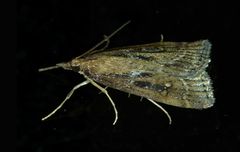 Eudonia octophora