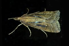 Eudonia octophora