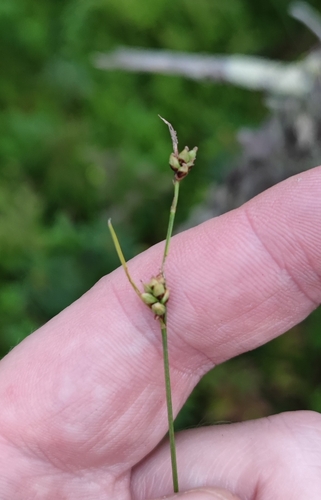 Globular Sedge (Carex globularis)