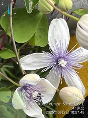 Clematis akoensis, photograph 謝麗霦, CC BY, iNaturalist via GBIF