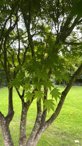 Acer tenuifolium iNat (2)