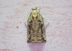 Archips oporana