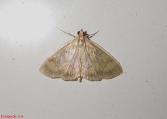 Crocidophora tuberculalis