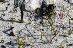 Trachyandra hirsutiflora