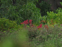 Rumex usambarensis