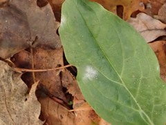 Golovinomyces cynoglossi