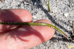 Trachyandra hirsutiflora
