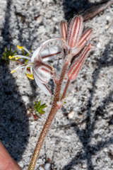 Trachyandra hirsutiflora