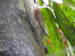 Pterodictya reticularis