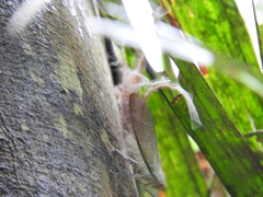 Pterodictya reticularis