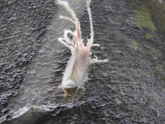 Pterodictya reticularis