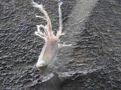 Pterodictya reticularis