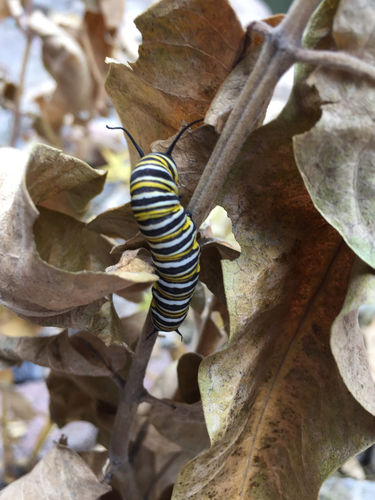 Monarch photographed in Colorado