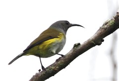 Aethopyga primigenia