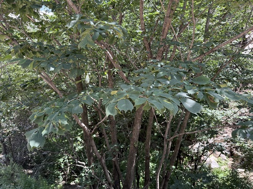 Japanese elm (Ulmus laciniata)