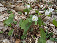 Jeffersonia diphylla