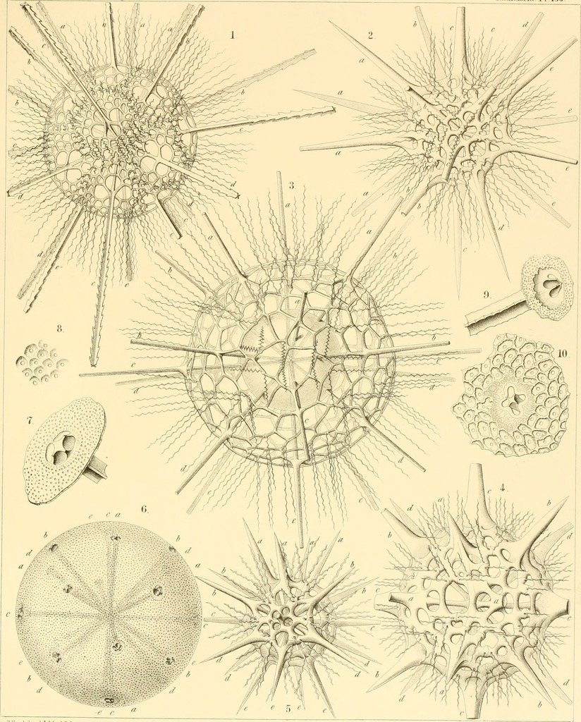 Acantharia