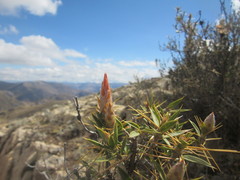 Chuquiraga spinosa