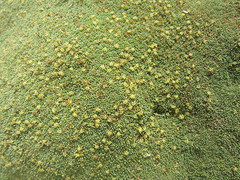 Azorella compacta