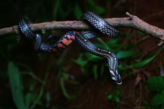 Lacroix Kukri Snake photo 4