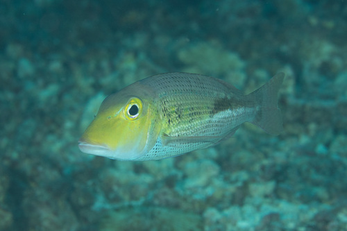 Blackblotch emperor (Lethrinus semicinctus) — Lethrinidae — 5