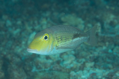 Lethrinus semicinctus
