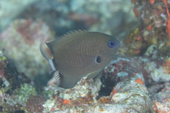 Pycnochromis delta