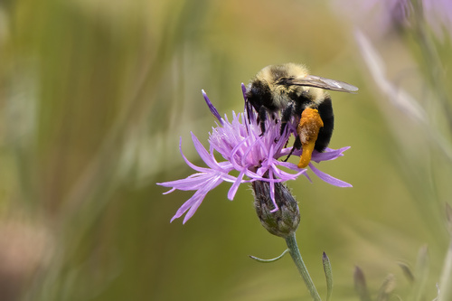 Common Eastern Bumble Bee photographed in Wisconsin